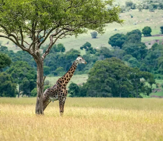 Cómo servir al Cuerpo de Cristo