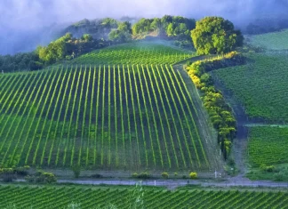 Cómo enfrentar la soledad