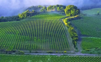 Cómo enfrentar la soledad