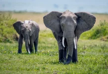 Lo que puede ser sacudido