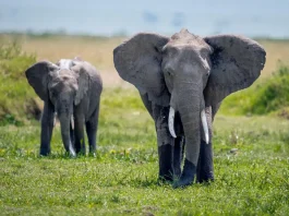 Lo que puede ser sacudido