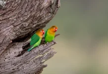 La indulgencia con las debilidades