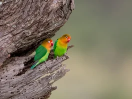 La indulgencia con las debilidades