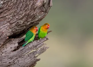 La indulgencia con las debilidades