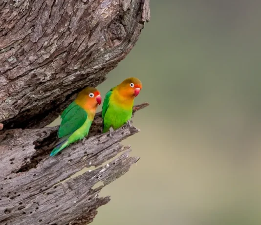 La indulgencia con las debilidades