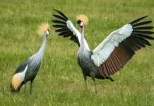 Lo que significa creer en el Señor Jesús