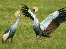 Lo que significa creer en el Señor Jesús