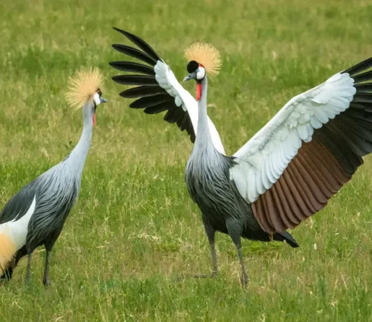 Lo que significa creer en el Señor Jesús