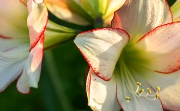 La actitud del creyente