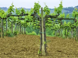 La aflicción de Pablo