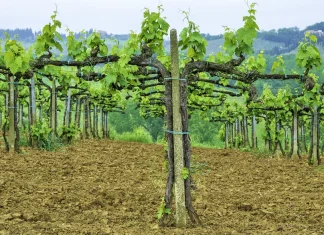 La aflicción de Pablo