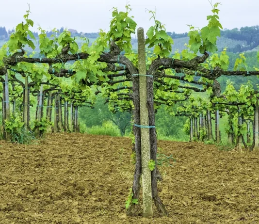 La aflicción de Pablo