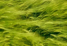 Cómo descubrir la voluntad de Dios