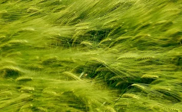 Cómo descubrir la voluntad de Dios