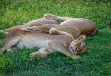 La bendición de amar a otros