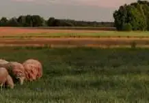 Una fe inquebrantable