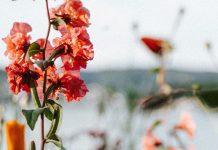 Ningún dolor desaprovechado