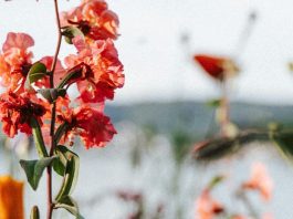 Ningún dolor desaprovechado