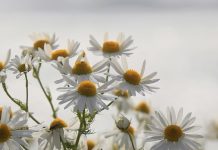 Cirugía de corazón