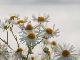 Cirugía de corazón