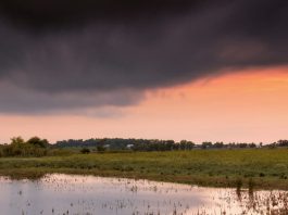 Y Dios envió… ¿polillas?