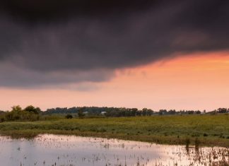 Y Dios envió… ¿polillas?