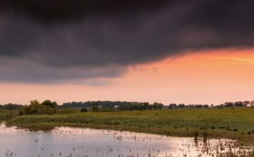 Y Dios envió… ¿polillas?