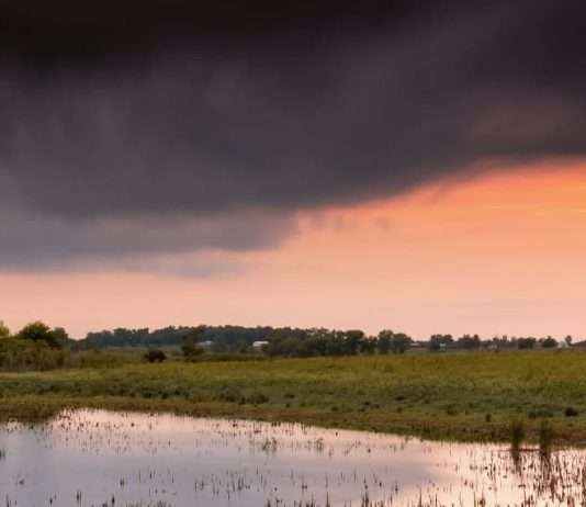 Y Dios envió… ¿polillas?