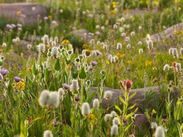 Firmes en la voluntad de Dios