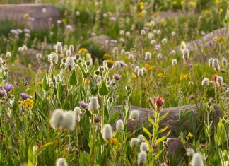 Firmes en la voluntad de Dios