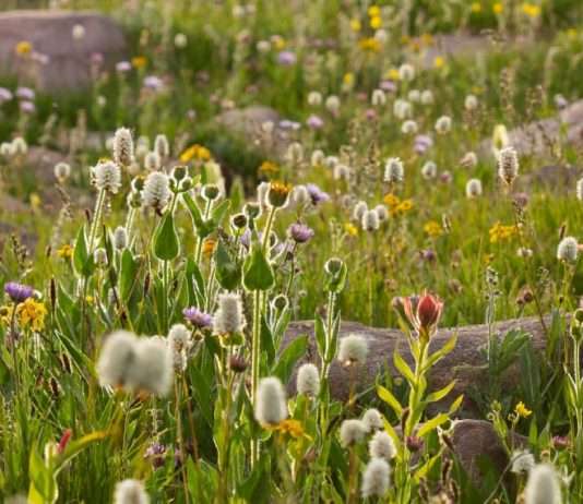 Firmes en la voluntad de Dios