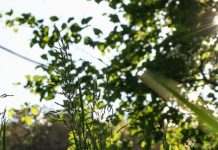 Cazar las pequeñas zorras