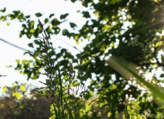 Cazar las pequeñas zorras