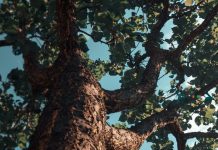 Servir a Dios en cada etapa