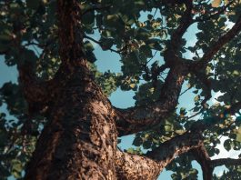 Servir a Dios en cada etapa