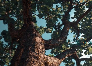 Servir a Dios en cada etapa