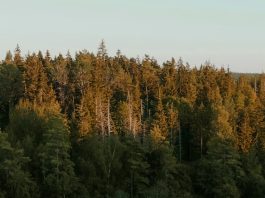 Persistir en la oración