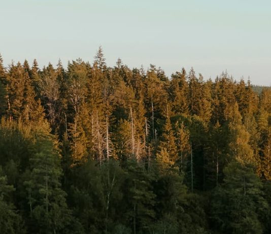 Persistir en la oración