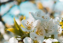 Un amigo a medianoche