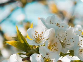 Un amigo a medianoche