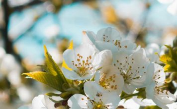 Un amigo a medianoche