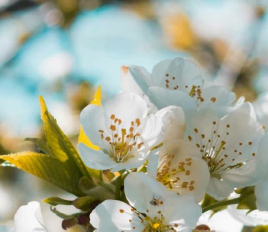 Un amigo a medianoche