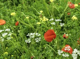 Un corazón para Dios