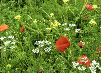 Un corazón para Dios