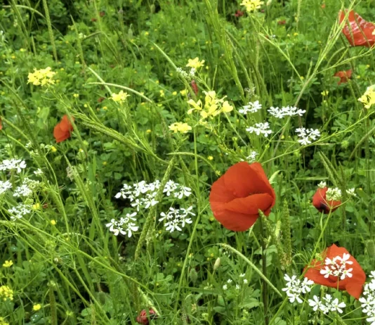 Un corazón para Dios