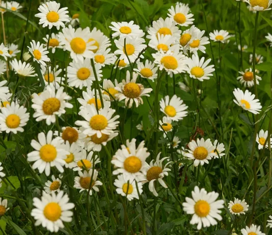 La lucha con la tentación