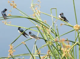 La fidelidad de Dios a lo largo de los siglos