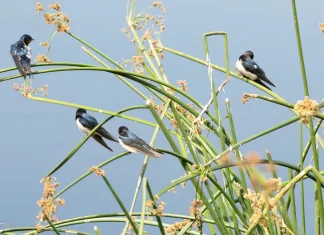 La fidelidad de Dios a lo largo de los siglos