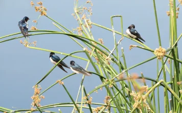 La fidelidad de Dios a lo largo de los siglos