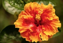 El propósito de Dios al comunicarse